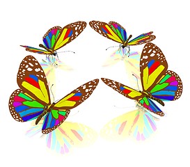 Image showing beauty butterflies