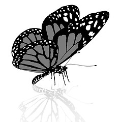 Image showing Black and white beautiful butterfly. High quality rendering