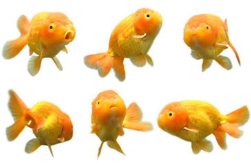 Image showing Goldfish