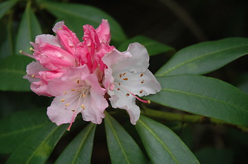 Image showing Flowering Bush