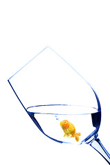 Image showing Goldfish in a glass