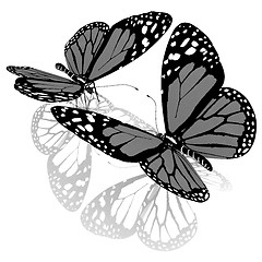 Image showing beauty butterflies