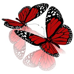 Image showing beauty butterflies