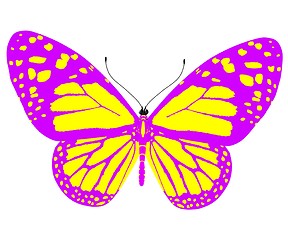 Image showing beauty butterfly
