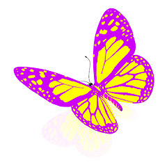 Image showing beauty butterfly