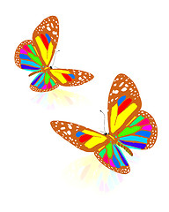 Image showing beauty butterflies