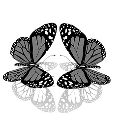 Image showing beauty butterflies