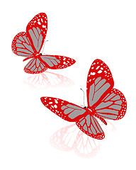 Image showing beauty butterflies