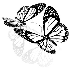 Image showing beauty butterflies