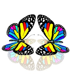 Image showing beauty butterflies