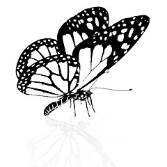 Image showing Black and white beautiful butterfly. High quality rendering