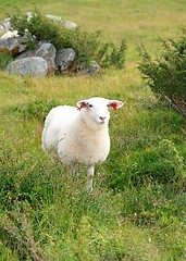 Image showing Young sheep