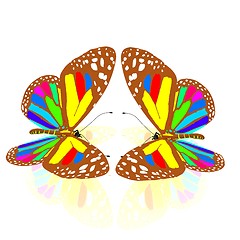 Image showing beauty butterflies