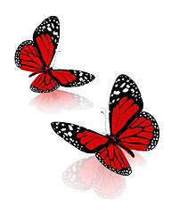 Image showing beauty butterflies