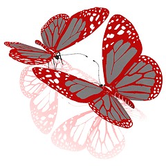 Image showing beauty butterflies