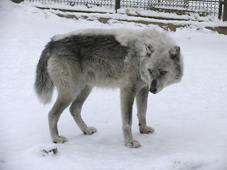 Image showing Canadian Wolf