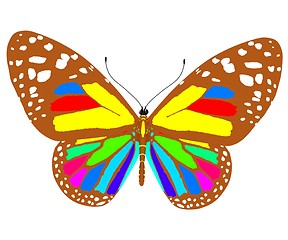 Image showing beauty butterfly