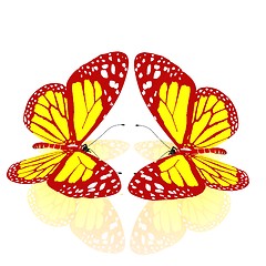 Image showing beauty butterflies