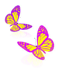 Image showing beauty butterflies