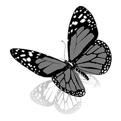 Image showing Black and white beautiful butterfly. High quality rendering