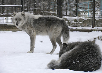 Image showing Canadian Wolf