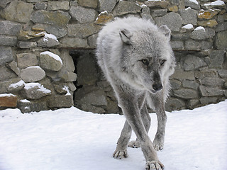 Image showing Canadian Wolf