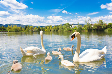 Image showing Swans with nestlings in Ljubljana.