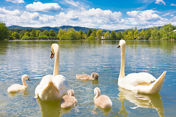Image showing Swans with nestlings in Ljubljana.