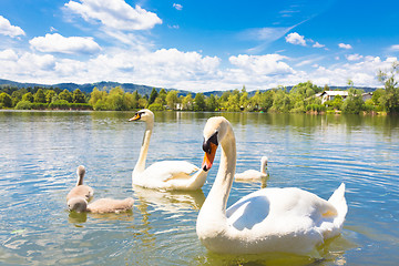 Image showing Swans with nestlings in Ljubljana.