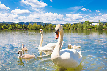 Image showing Swans with nestlings in Ljubljana.