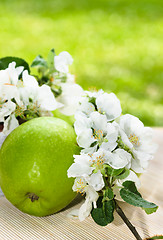 Image showing Green apple with a branch of a blossoming apple-tree close-up