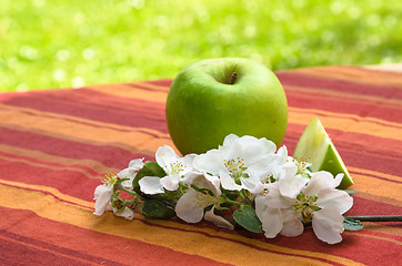 Image showing Green apple with a branch of a blossoming apple-tree,  in a gard