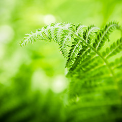 Image showing Fern leaves, the close up 
