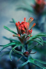 Image showing Indian Paintbrush