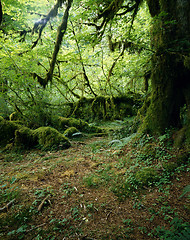 Image showing Rain Forest