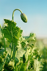 Image showing agriculture poppy field