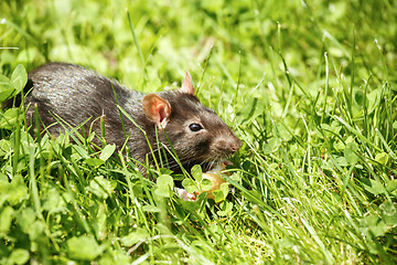 Image showing rat eating cake