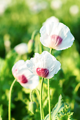 Image showing agriculture poppy field