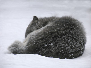 Image showing Canadian Wolf