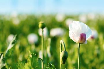 Image showing agriculture poppy field