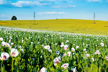 Image showing agriculture poppy field