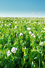 Image showing agriculture poppy field