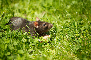 Image showing rat eating cake