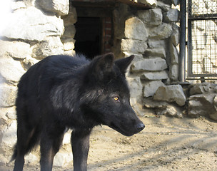 Image showing Canadian Wolf