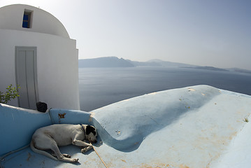 Image showing dog sleeping santorini