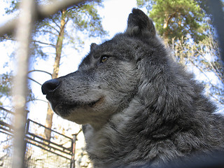 Image showing Canadian Wolf