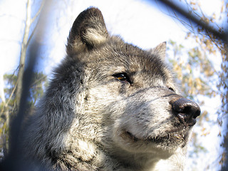 Image showing Canadian Wolf