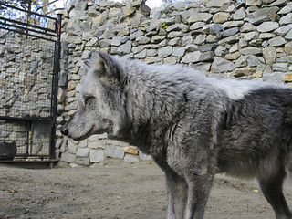 Image showing Canadian Wolf