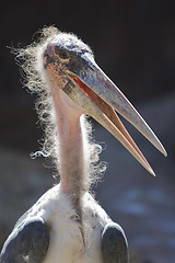 Image showing Marbou Stork