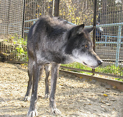 Image showing Canadian Wolf